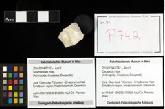 Foto (Objekt + Etiketten) von Galatheoidea indet. 